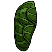 Egg